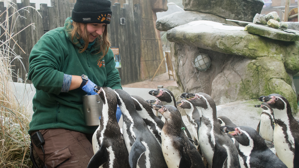 Woman feeding penguins