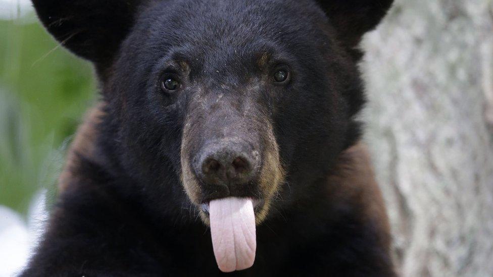 Black bear