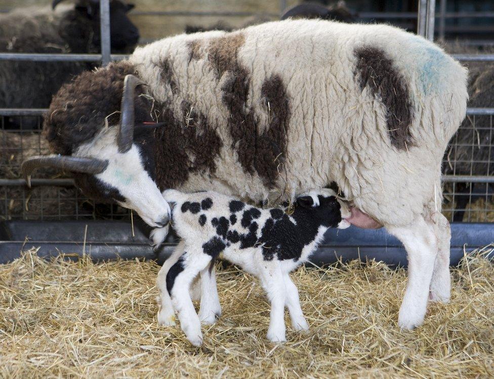 Sheep feeding lamb