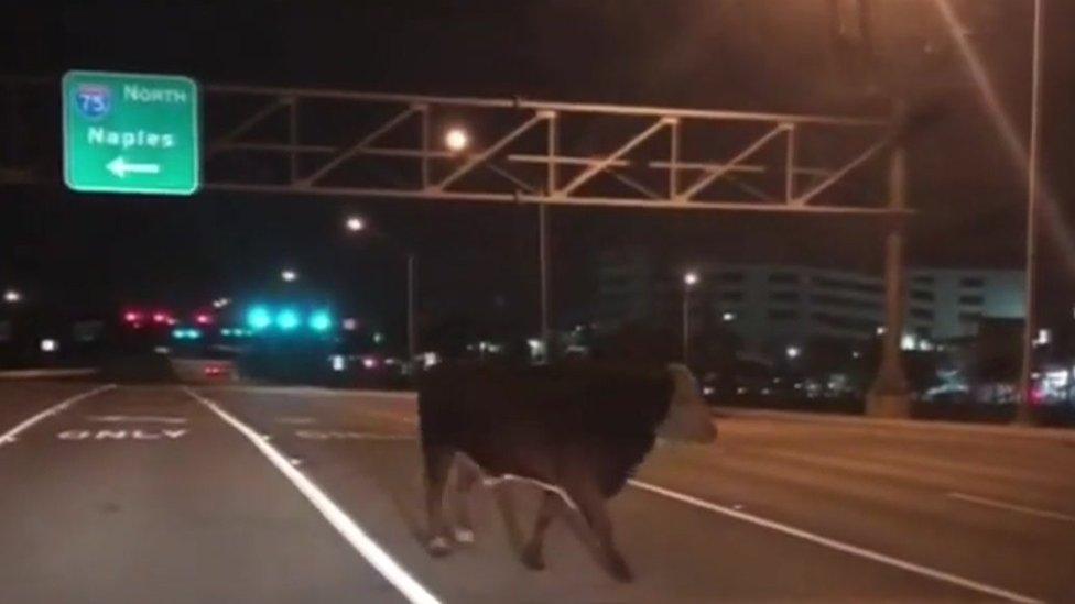 Cow-wandering-on-road.