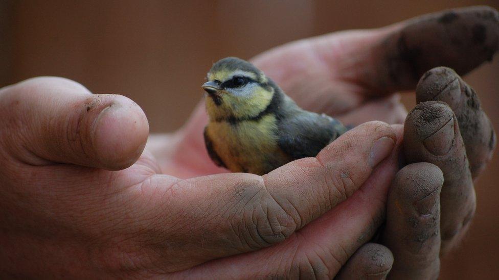 Blue tit