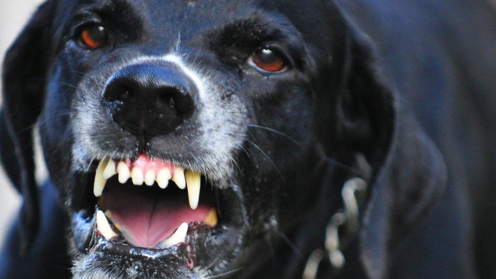 Closeup of a scary black dog