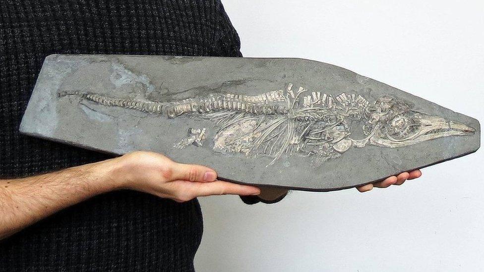 Ichthyosaur