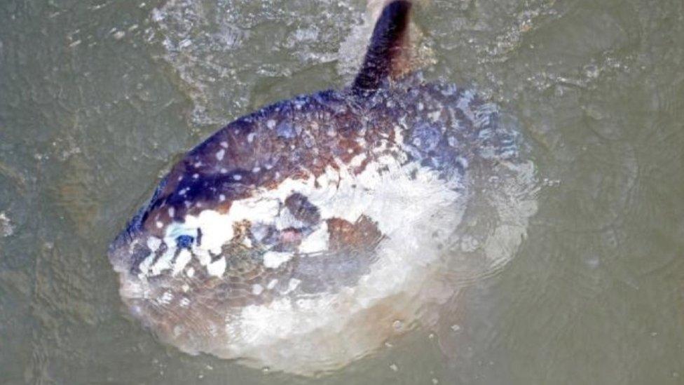 Ocean sunfish