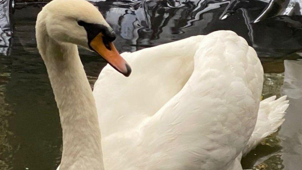 White swan seen swimming in a pool