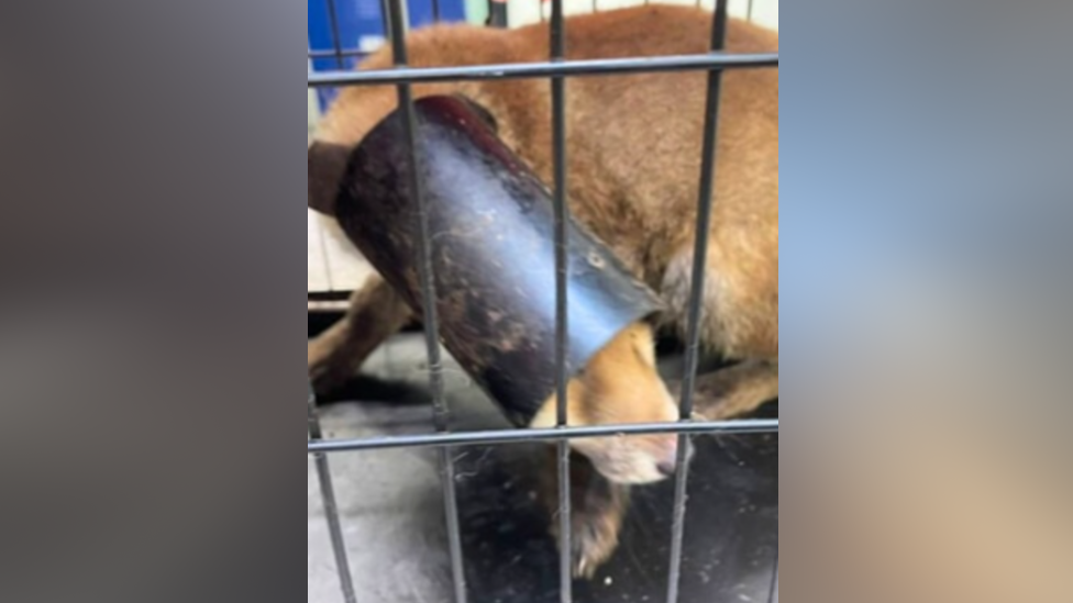 A fox in a cage with a length of black pipe over its head and neck