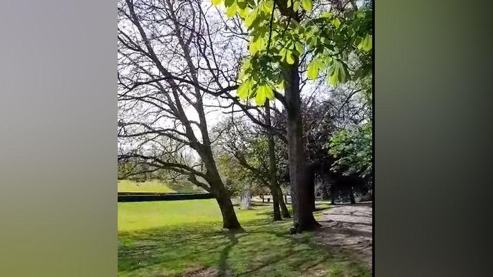 Park with trees and detonation in background