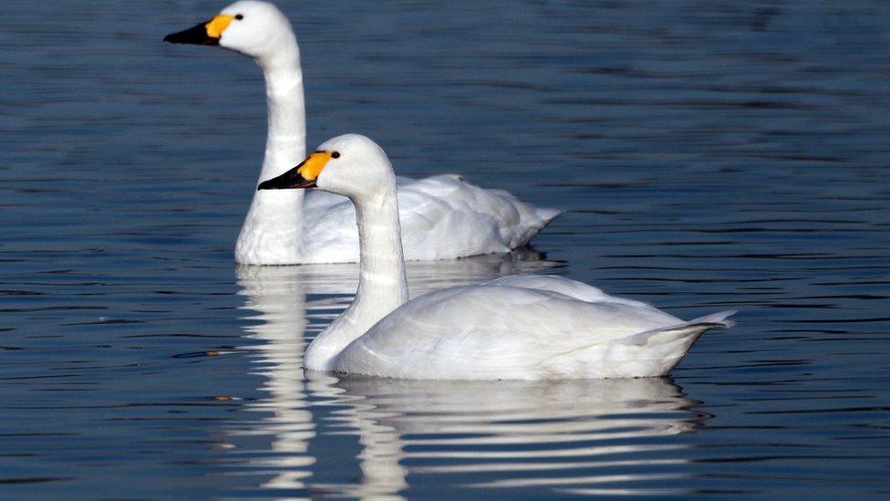 Two Bewick swans