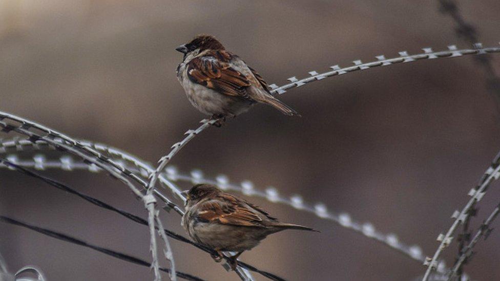 Indian sparrow