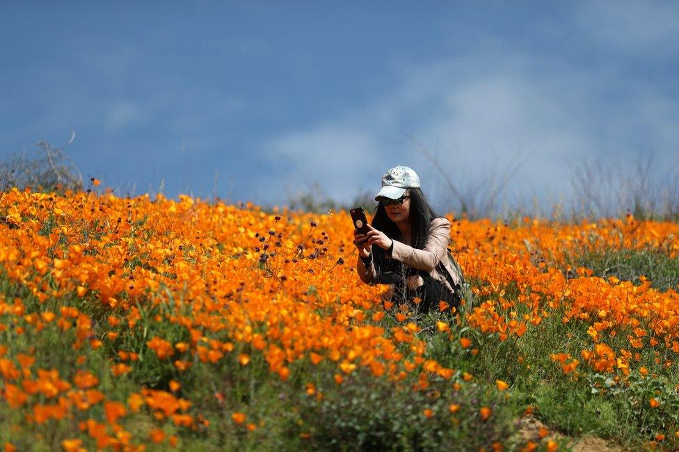 A woman photographs a super bloom of poppies in Lake Elsinore, California