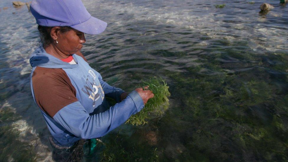 Seaweed farmer