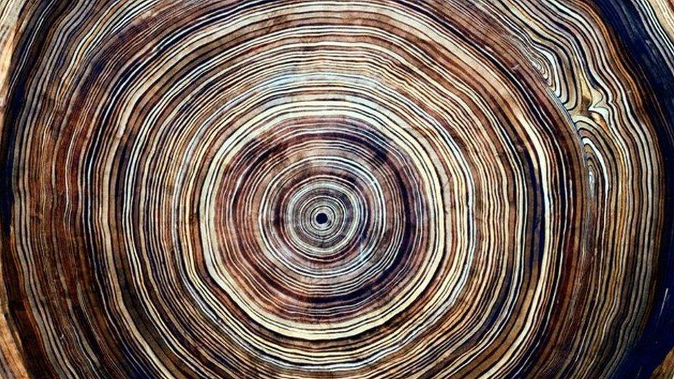 Tree rings