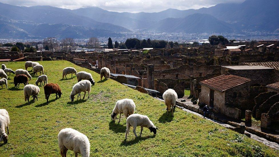 Sheep eating grass outside of Pompeii