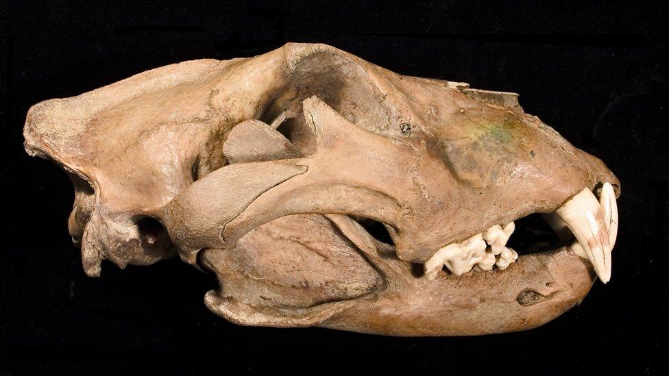 Lion's skull from the Tower of London