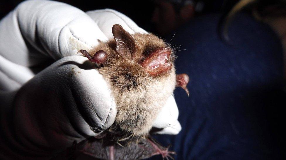 Myotis Alcathoe found in Jersey