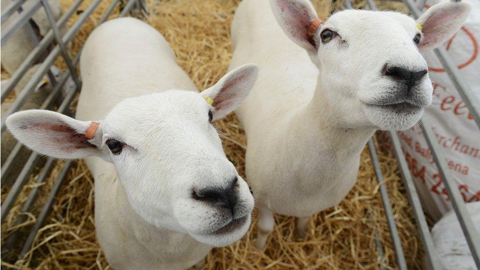 Sheep at 2019 Balmoral Show