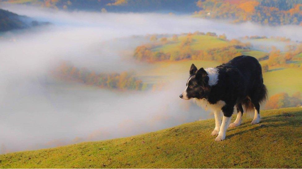 Seren the border collie at Castell Dinas Bran, Llangollen, Denbighshire