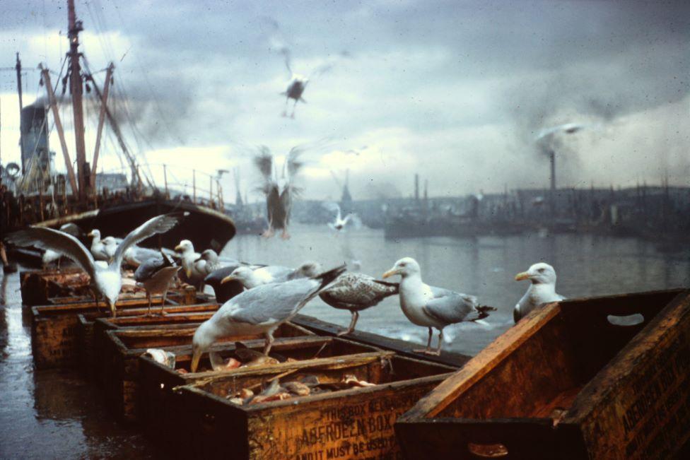 Old photo of seagulls at Aberdeen Harbour on fish boxes, others in flight, with old ships in the background.