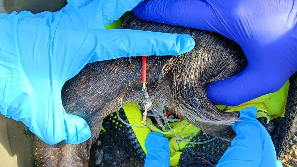 Volunteers examining a hook in the seal's body