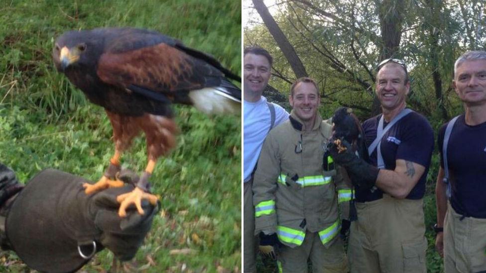 Harris hawk after being rescued