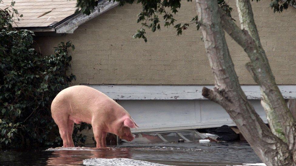 A pig stranded on top of a car after Hurricane Floyd hit North Carolina in 1999