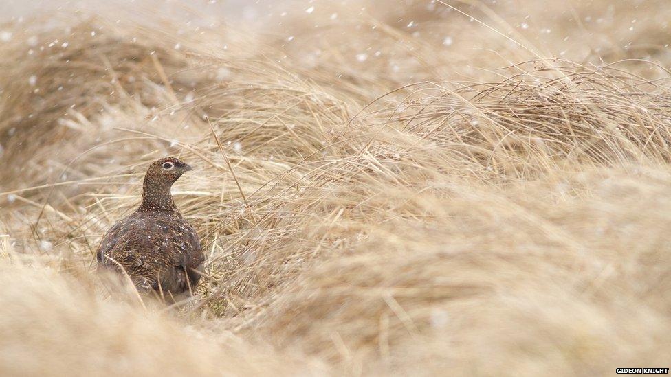 A grouse