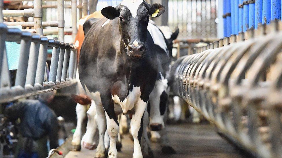 Holstein cows are milked at Clayland farm in Balfron, Scotland, March 2016