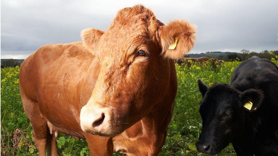 Cows in field