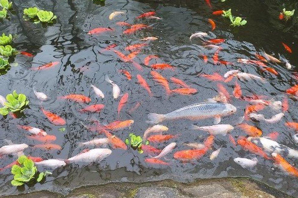 Fish in pond