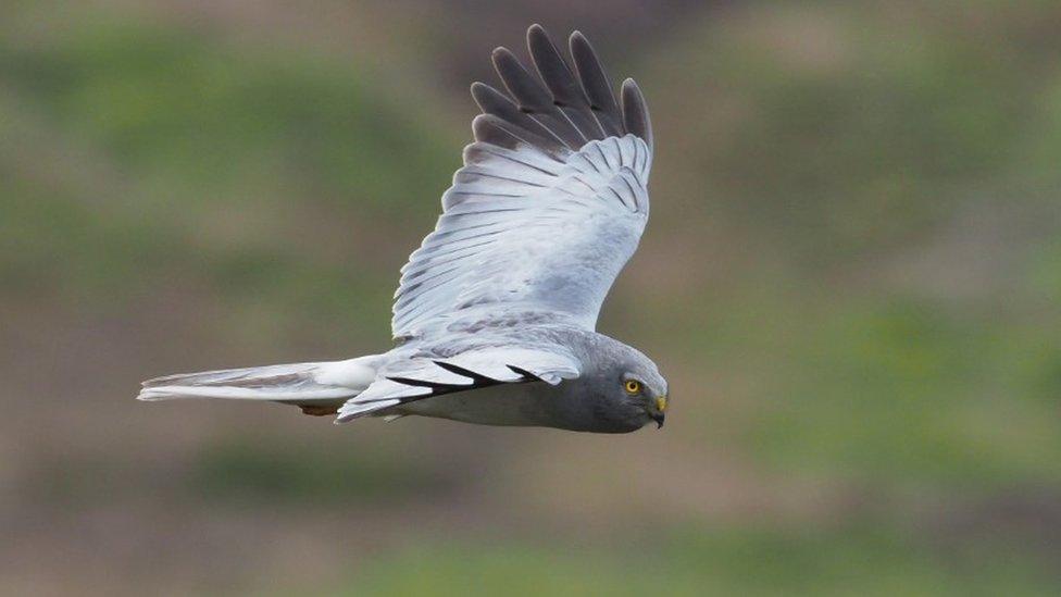 Male hen harrier