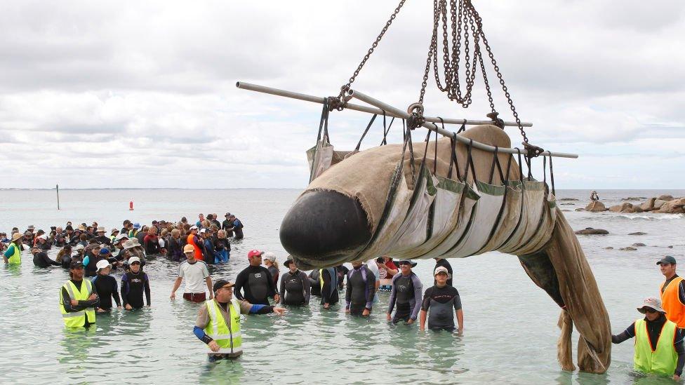 A rescued whale is being lifted by crane to deeper waters so it can escape back to sea