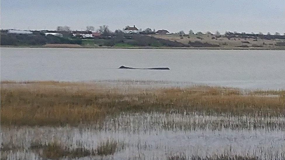 Whale in the Thames