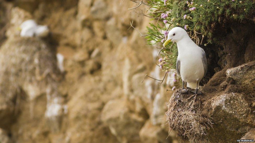 Black-legged kittiwake