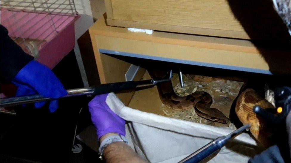 Snake in a drawer