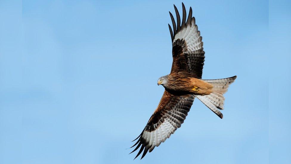 red kite