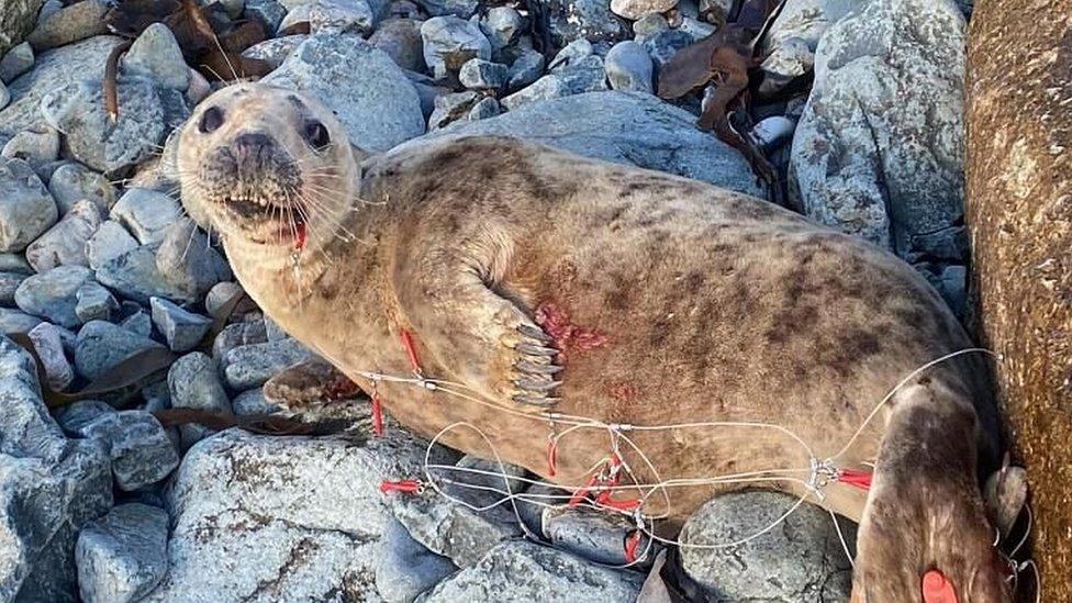 Seal found in mackerel hook fishing line