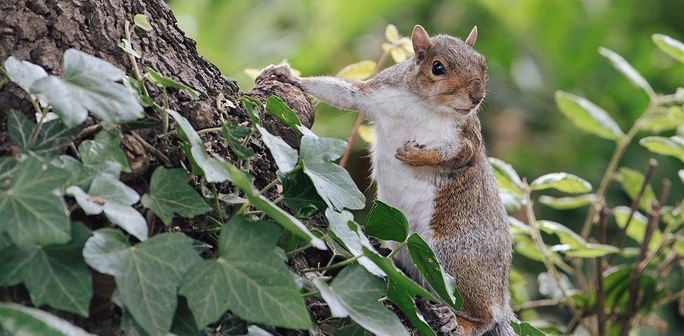 Grey Squirrel