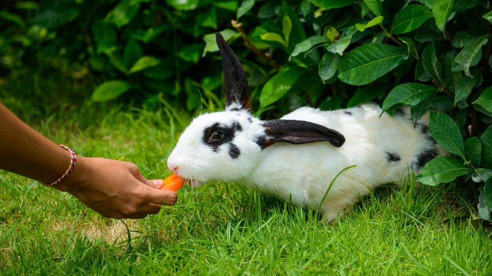 A rabbit being fed carrot