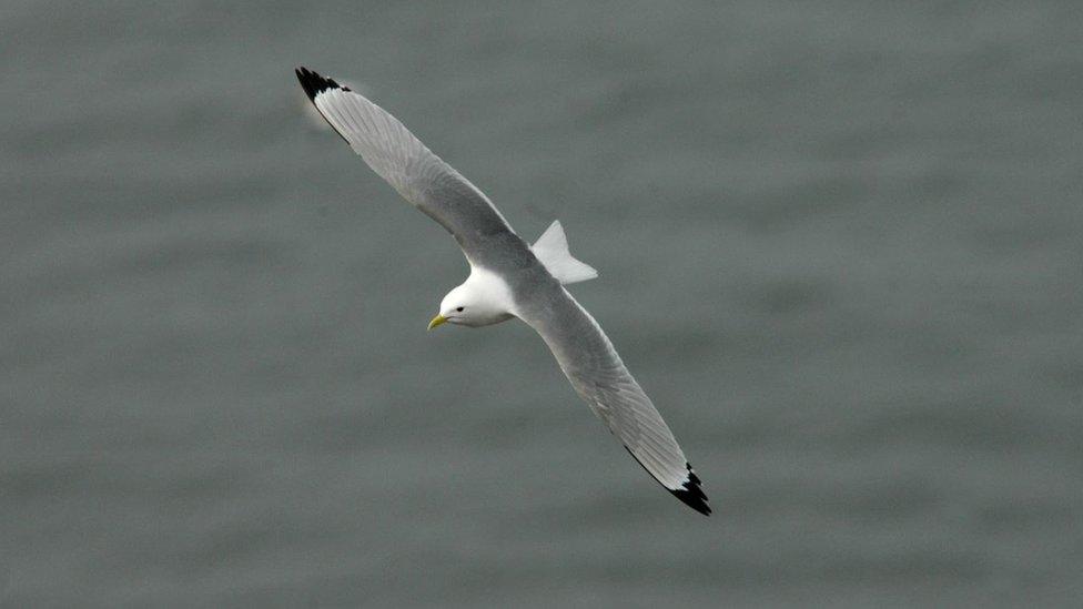 A kittiwake flying