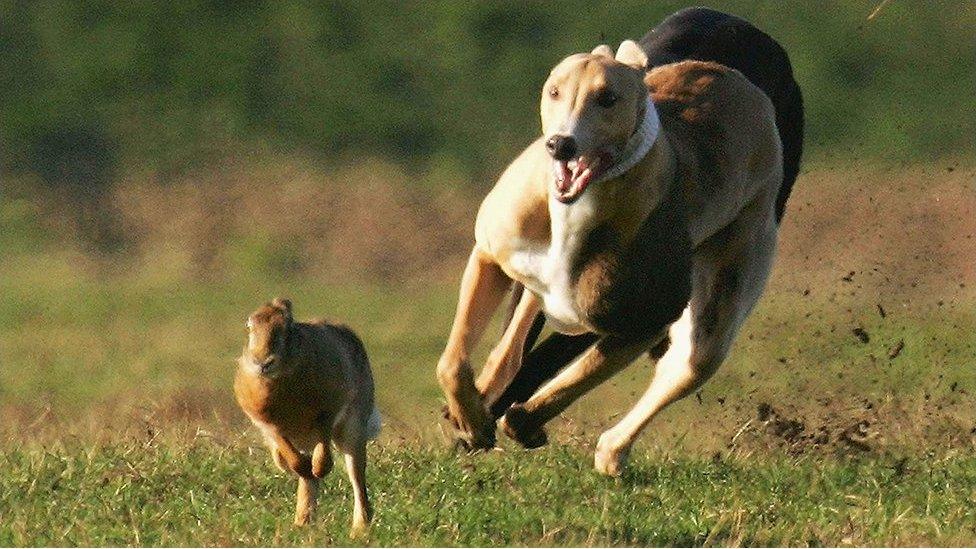 Dog chasing a hare