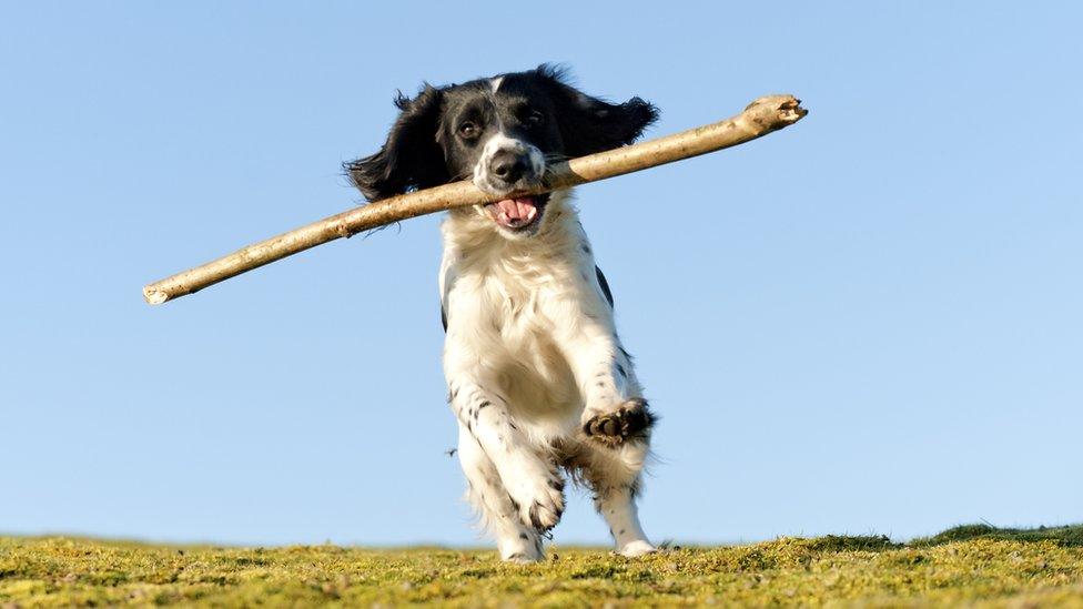 Who What Why Is it dangerous for dogs to fetch sticks BBC News