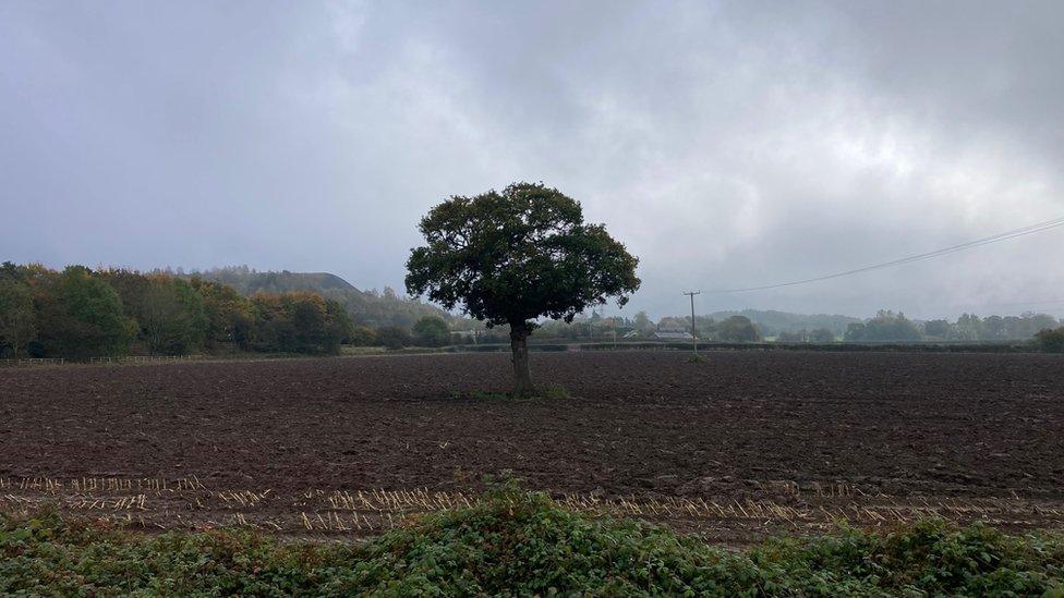 The field where the battery farm would be, with a tree in the middle