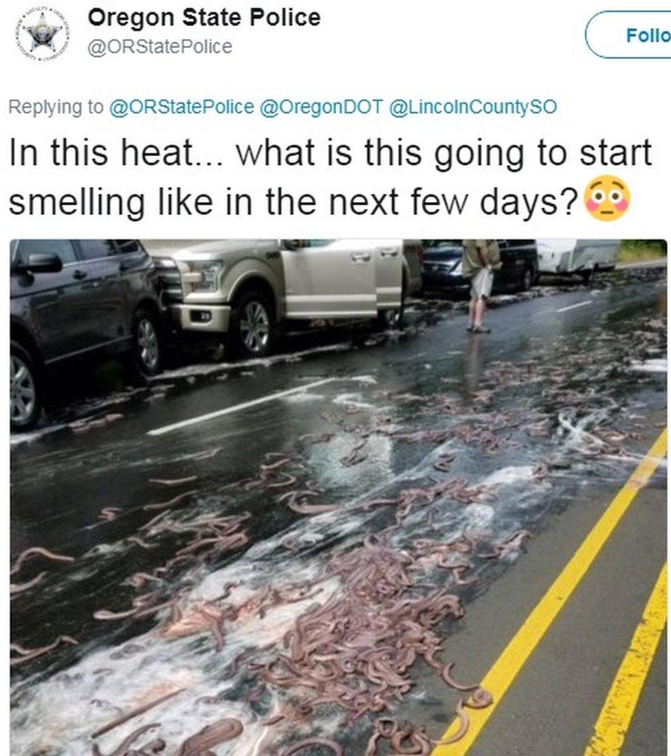 Hagfish on road