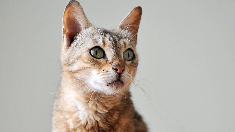 Saffie is back with owners after eight years