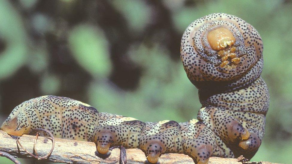 A Moth caterpillar on a branch.