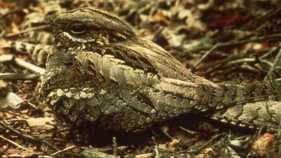 Nightjar. Copyright: Forestry Commission