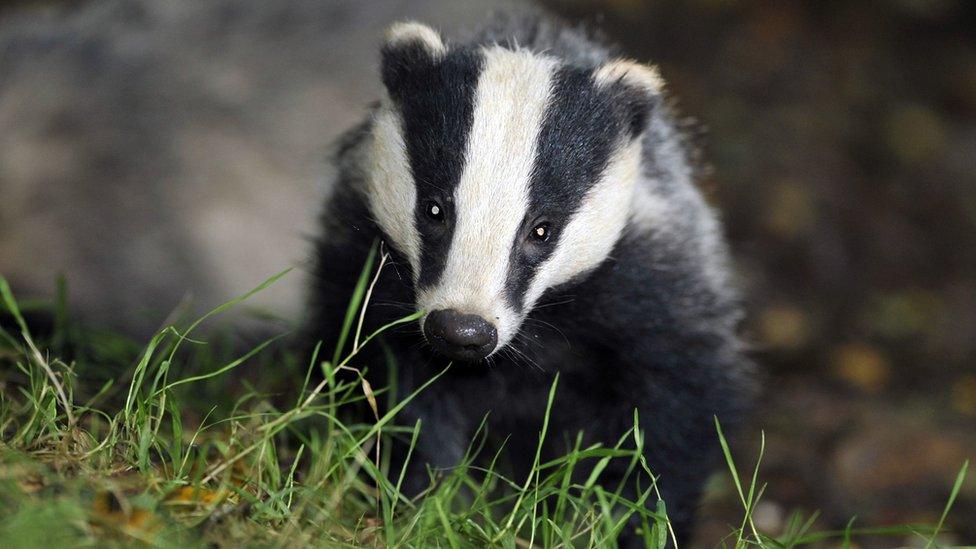 Badger