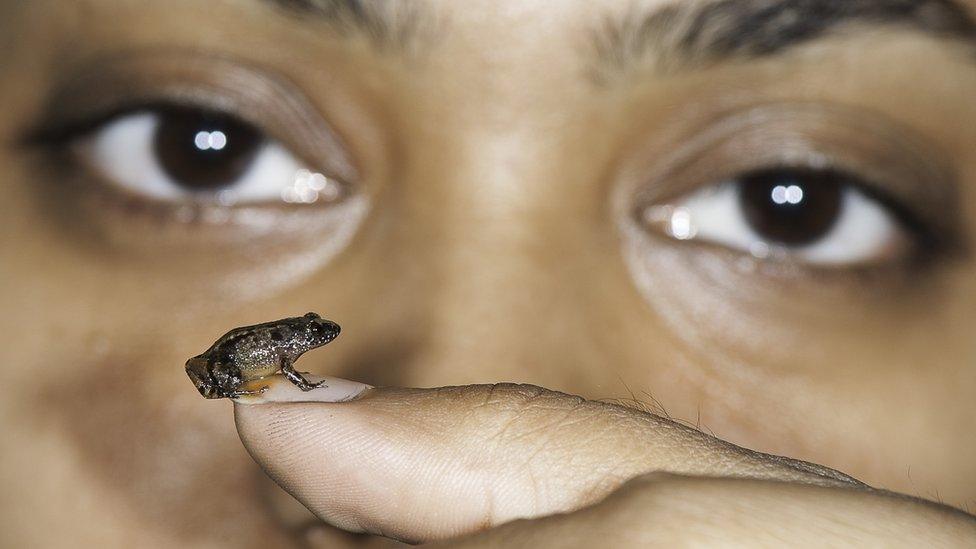 Vijayan’s night frog