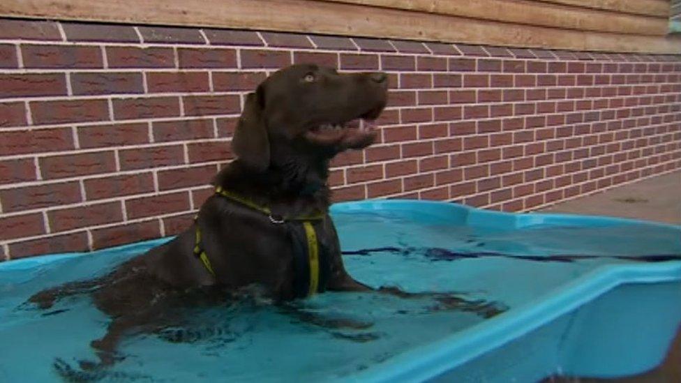 A dog playing in a paddling pool