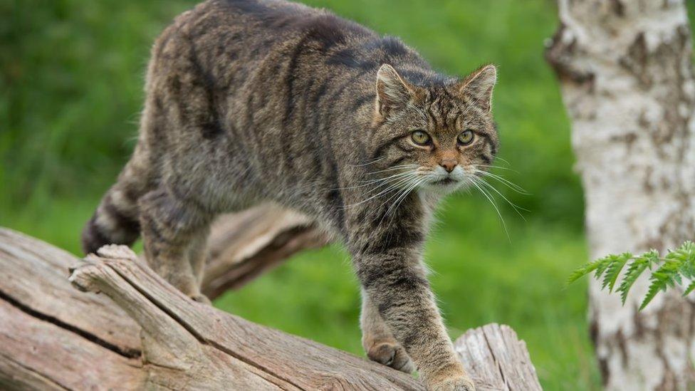 Scottish wildcat